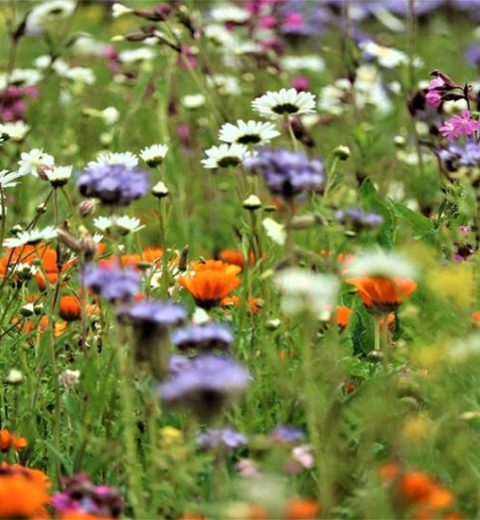 Blumenwiese