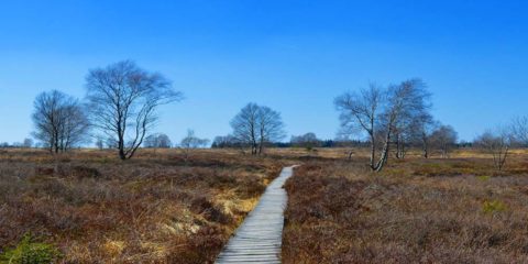 Moorlandschaft