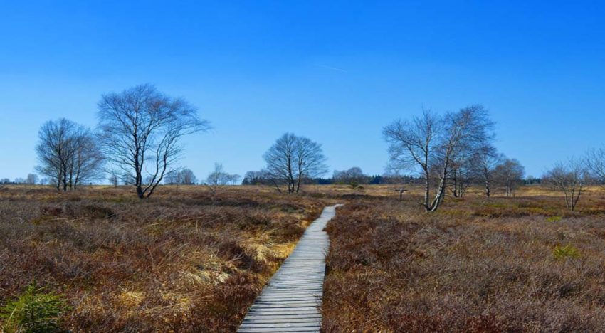 Moorlandschaft